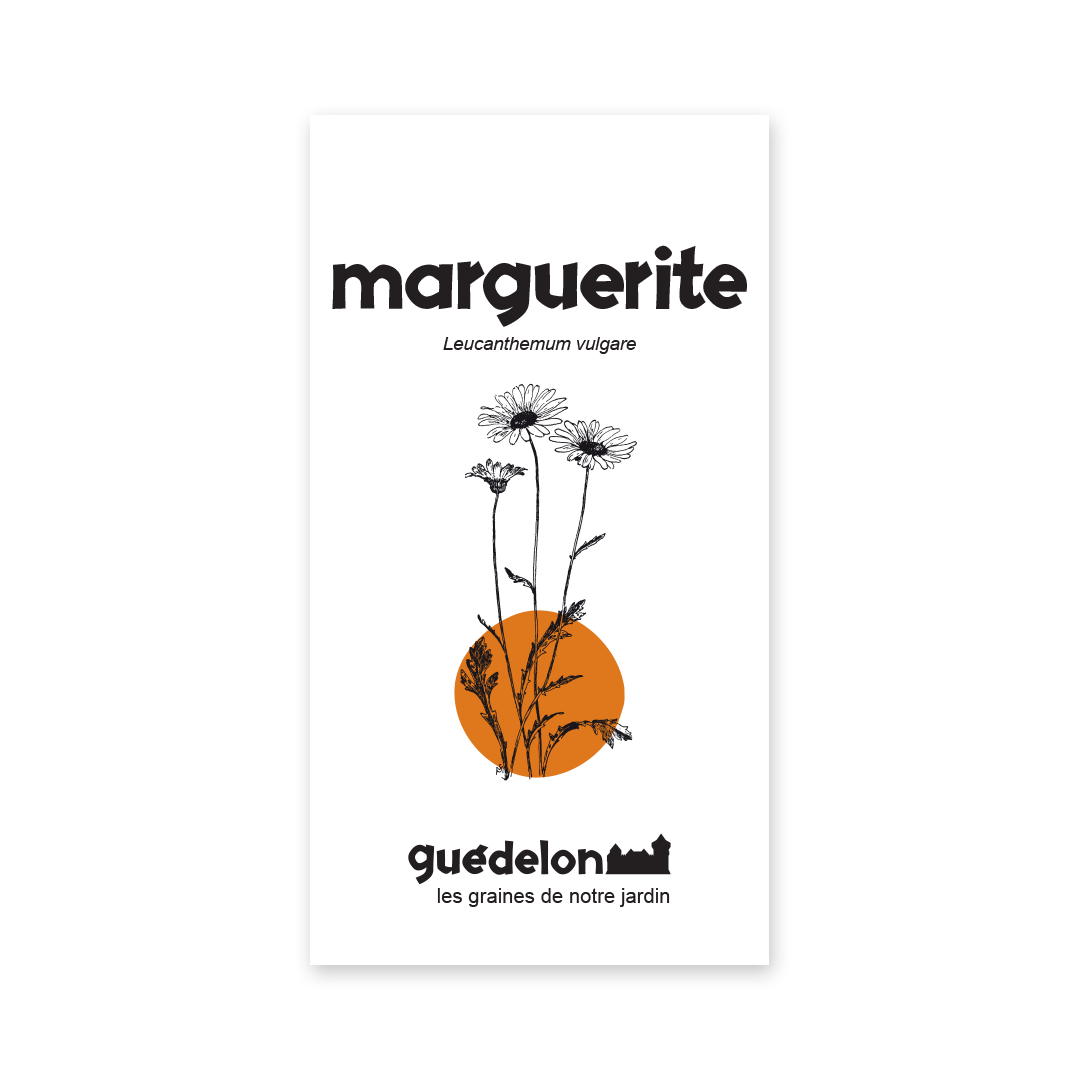 graines de marguerite