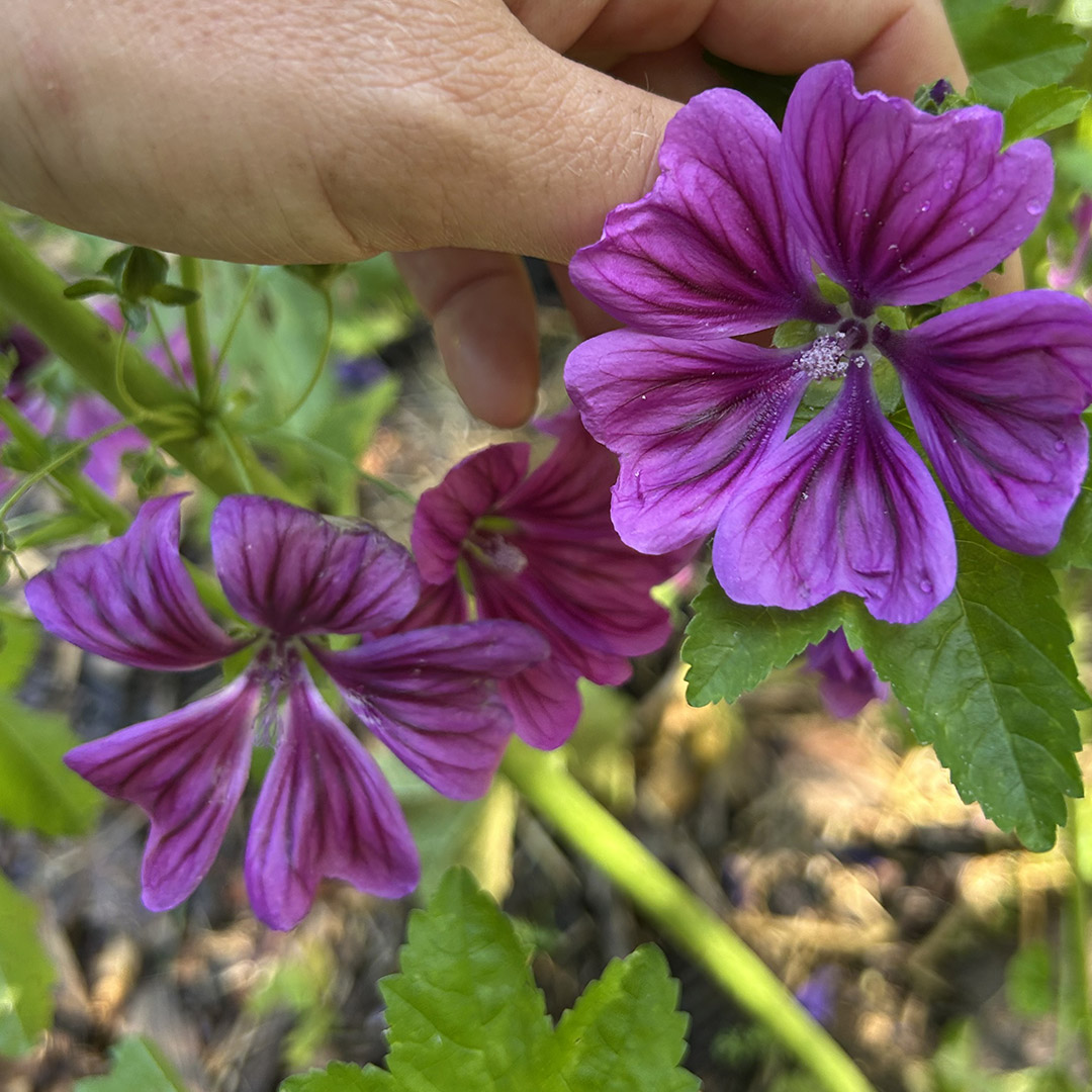 graines de mauve de mauritanie – Image 2